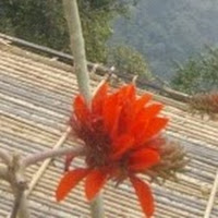 Matu Ramthen's picture Matu Ramthen's picture